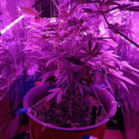 HeadCrusher growlog timeline photo