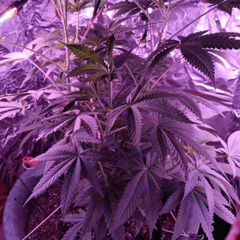HeadCrusher growlog timeline photo