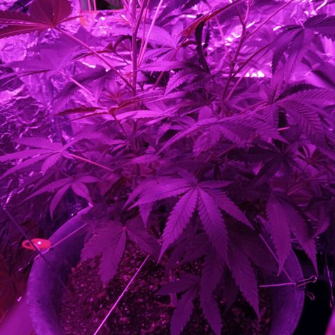 HeadCrusher growlog timeline photo