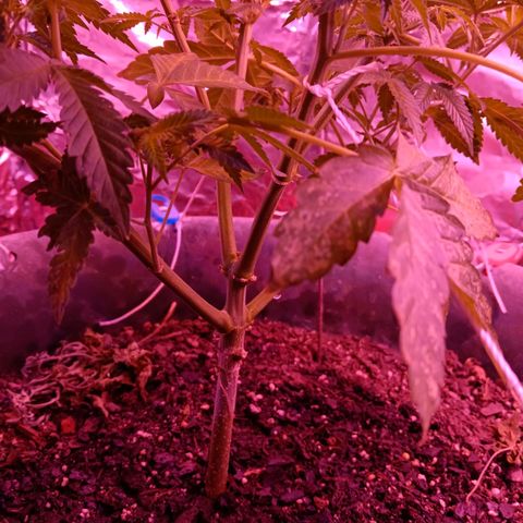HeadCrusher growlog timeline photo