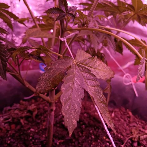 HeadCrusher growlog timeline photo