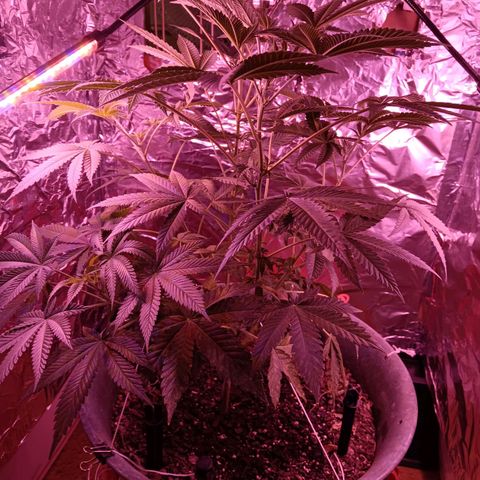 HeadCrusher growlog timeline photo