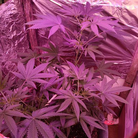 HeadCrusher growlog timeline photo