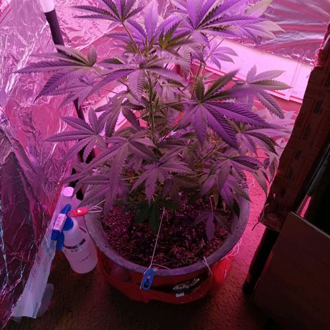 HeadCrusher growlog timeline photo