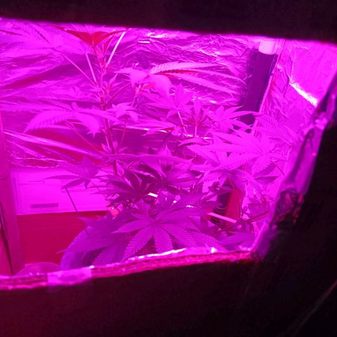 HeadCrusher growlog timeline photo