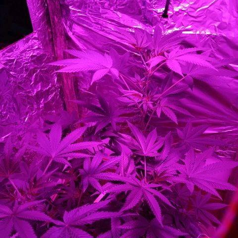 HeadCrusher growlog timeline photo