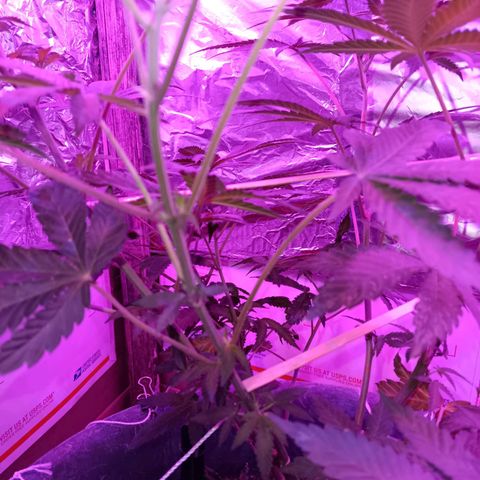 HeadCrusher growlog timeline photo