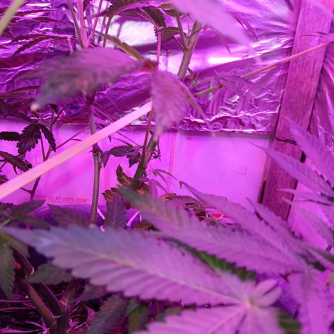 HeadCrusher growlog timeline photo