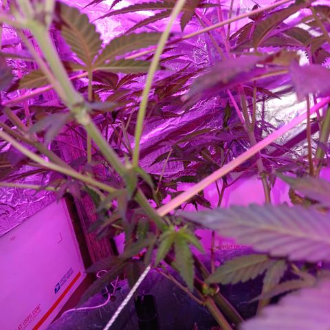 HeadCrusher growlog timeline photo