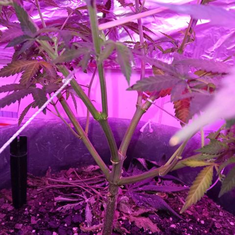 HeadCrusher growlog timeline photo