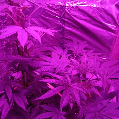 HeadCrusher growlog timeline photo