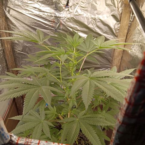 HeadCrusher growlog timeline photo
