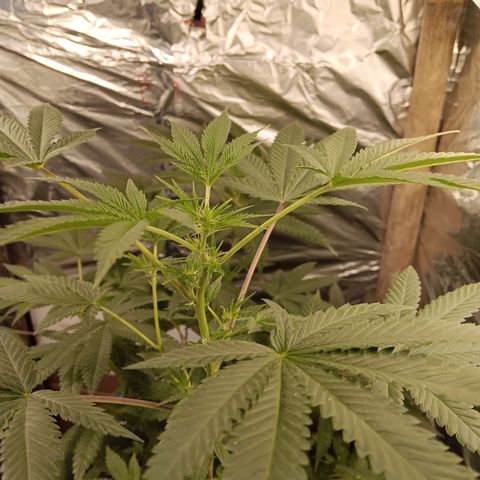 HeadCrusher growlog timeline photo