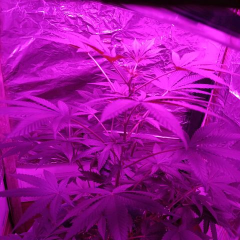 HeadCrusher growlog timeline photo