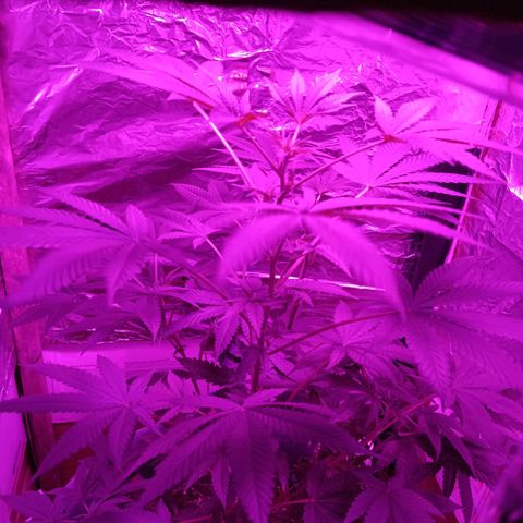 HeadCrusher growlog timeline photo