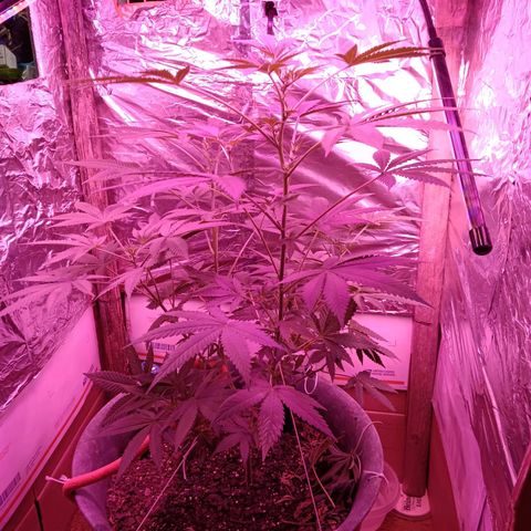 HeadCrusher growlog timeline photo