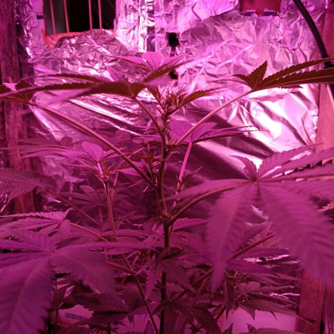HeadCrusher growlog timeline photo