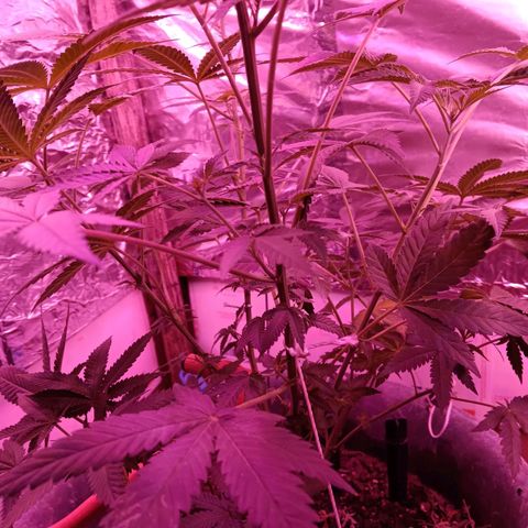 HeadCrusher growlog timeline photo
