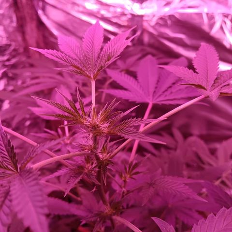 HeadCrusher growlog timeline photo