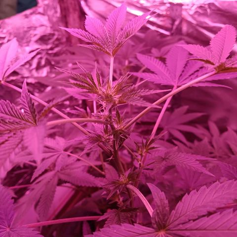 HeadCrusher growlog timeline photo