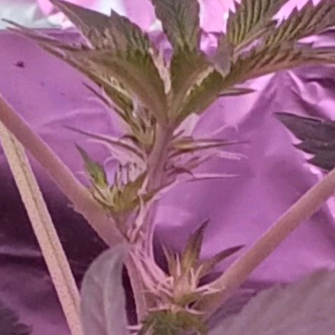 HeadCrusher growlog photo: Nice pistils