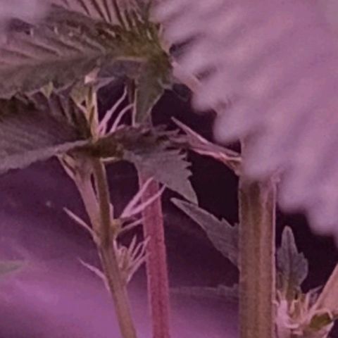 HeadCrusher growlog photo: Nice pistils