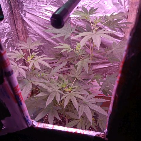 HeadCrusher growlog photo: Nice pistils