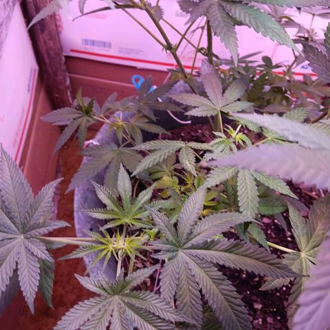 HeadCrusher growlog timeline photo