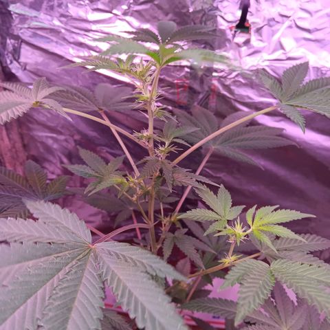 HeadCrusher growlog timeline photo