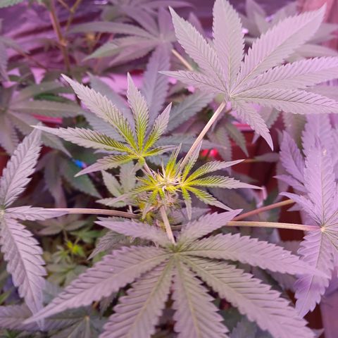 HeadCrusher growlog timeline photo