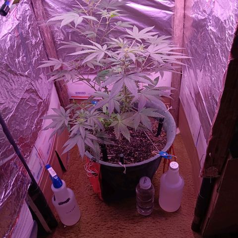 HeadCrusher growlog timeline photo