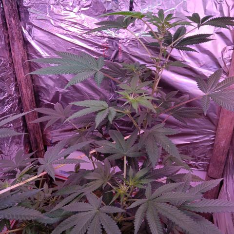 HeadCrusher growlog timeline photo