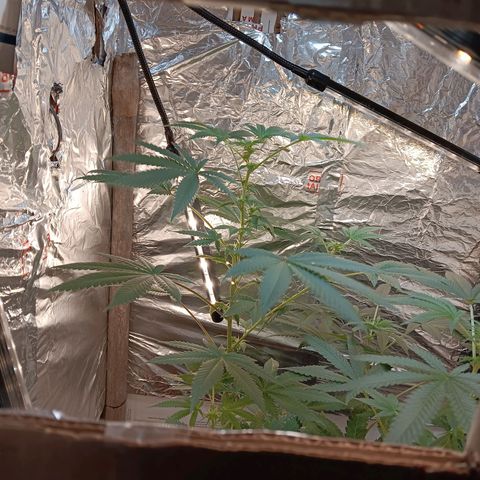 HeadCrusher growlog timeline photo