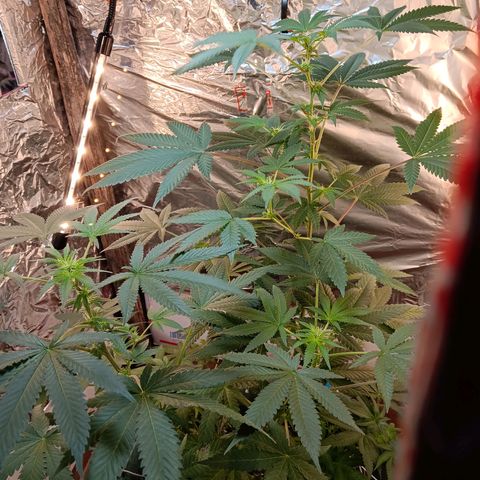 HeadCrusher growlog timeline photo