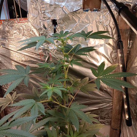 HeadCrusher growlog timeline photo