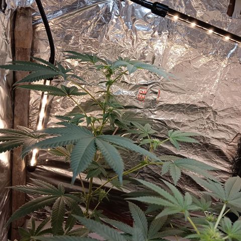 HeadCrusher growlog timeline photo