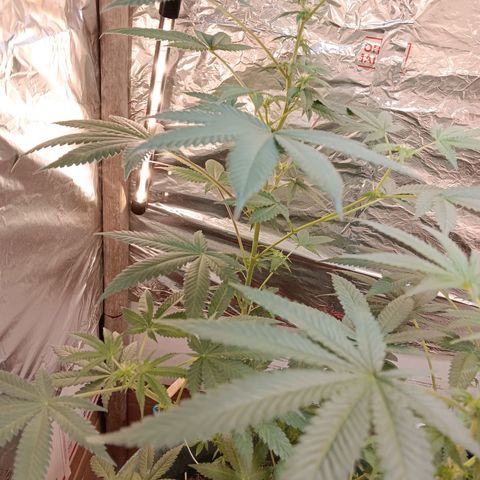 HeadCrusher growlog timeline photo
