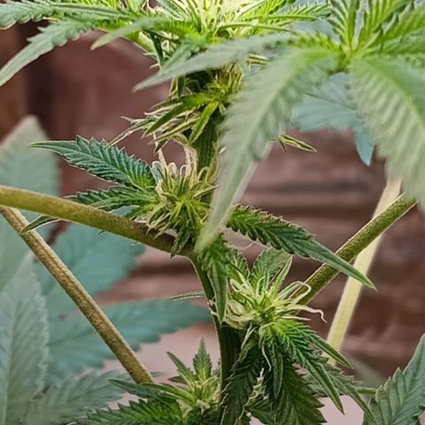 HeadCrusher growlog timeline photo