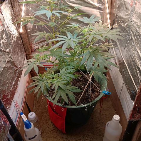 HeadCrusher growlog photo: Looking good I think