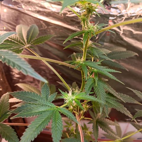 HeadCrusher growlog photo: Looking good I think