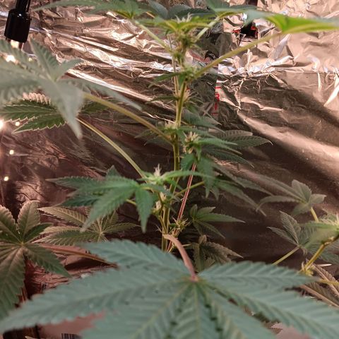 HeadCrusher growlog photo: Looking good I think