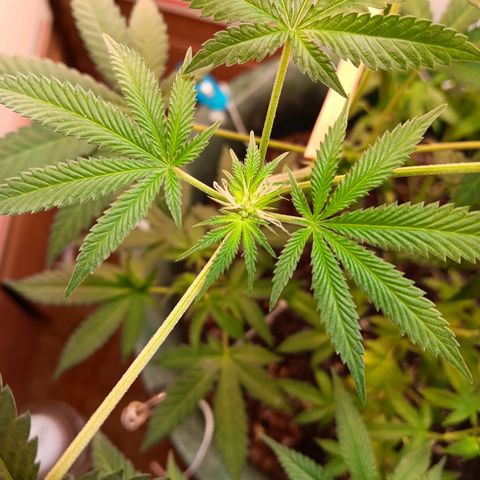 HeadCrusher growlog photo: Looking good I think