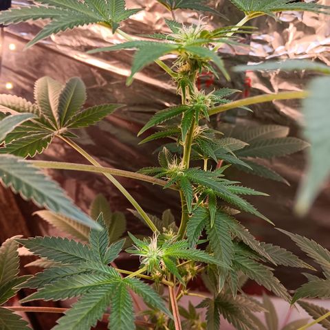 HeadCrusher growlog photo: Looking good I think