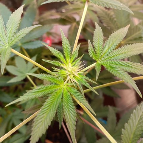 HeadCrusher growlog photo: Looking good I think