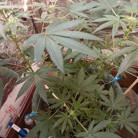 HeadCrusher growlog timeline photo