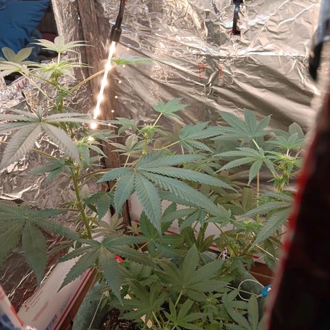 HeadCrusher growlog timeline photo
