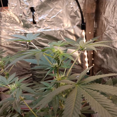 HeadCrusher growlog timeline photo