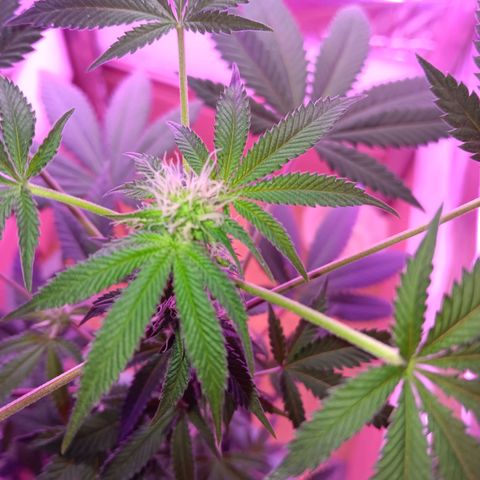 HeadCrusher growlog photo: Budding nicely