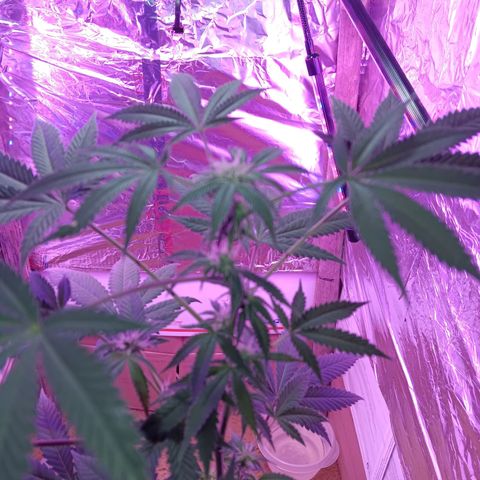 HeadCrusher growlog photo: Budding nicely
