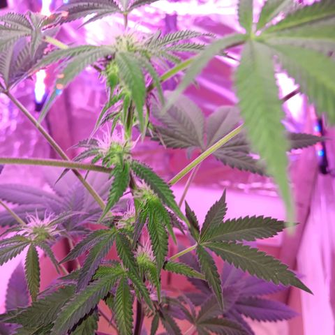 HeadCrusher growlog photo: Budding nicely